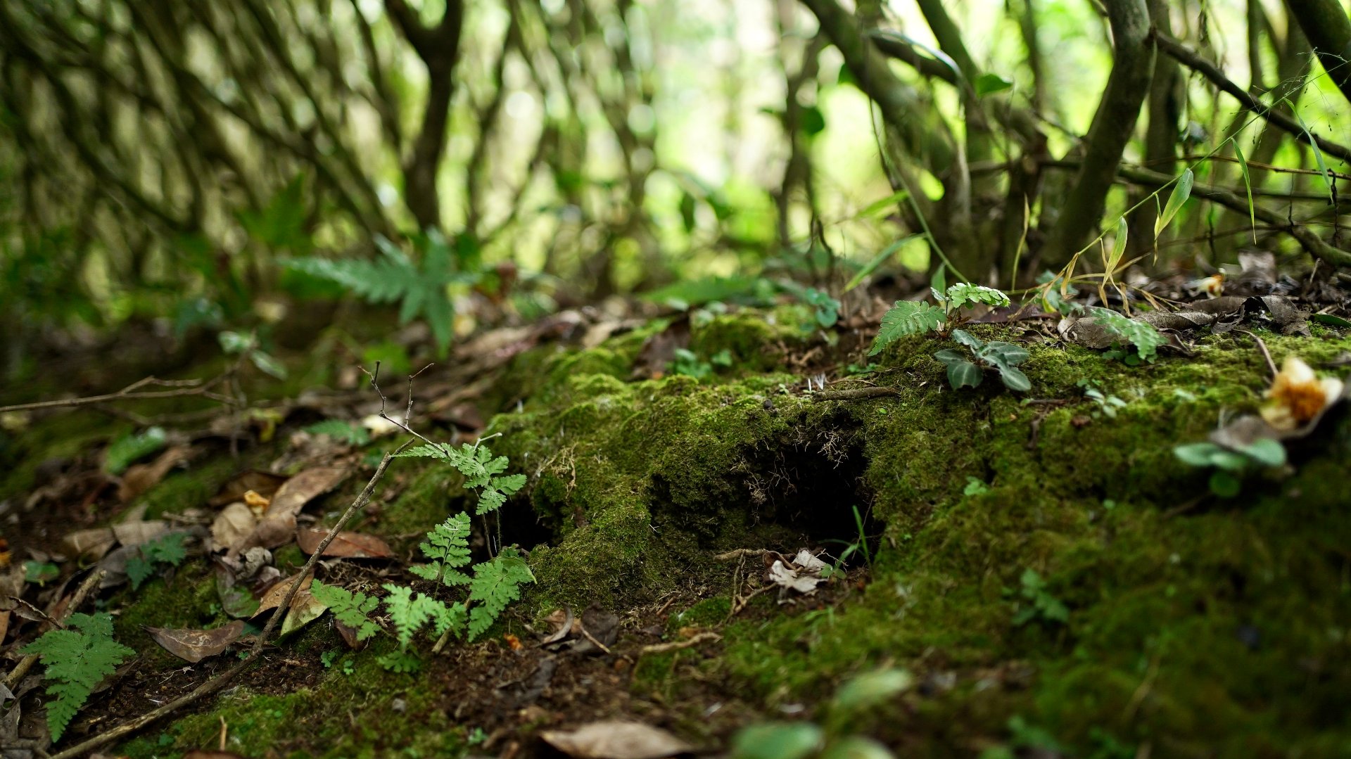 倾耳听高山茶园实景·海拔1000米林间苔藓